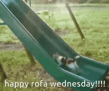 Rofaworld Rofa Wednesday GIF - Rofaworld Rofa Wednesday Rofa Cat GIFs