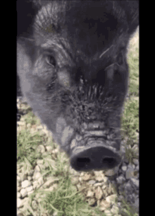 Pig Eating GIF - Pig Eating Black Pig GIFs