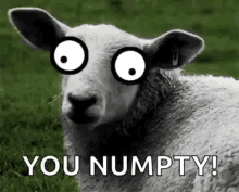 Silly You Numpty GIF - Silly You Numpty GIFs