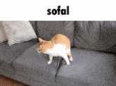 Sofal Cat Meme GIF