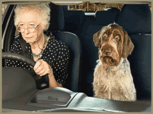 lol old lady driving dog afraid