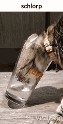 Schlorp Cat GIF - Schlorp Cat Drinking GIFs
