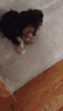 Show Those Wood Floors Who'S Boss GIF - Cute Puppy Scared GIFs