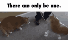 Cat Funny GIF - Cat Funny Balloon GIFs