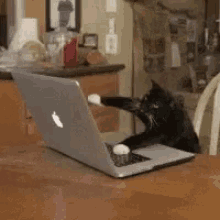 Cat Typing GIF - Cat Typing Busy GIFs