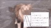 a cat is standing in front of a chalkboard with a graph on it