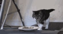 Cat Food GIF - Cat Food Workout GIFs