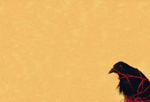 Transatlanticism Crow Album From Instagram GIF