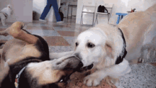 Sniffing Curious GIF - Sniffing Curious Who Are You GIFs