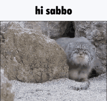 Hi Sabbo Hi GIF - Hi Sabbo Hi Sabbo GIFs