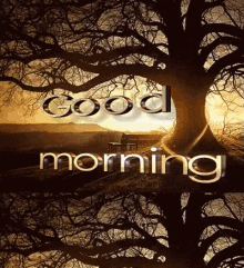 Good Morning Sunrise GIF - Good Morning Sunrise Tree GIFs