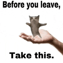 a hand is holding a kitten with the words " before you leave take this " below it