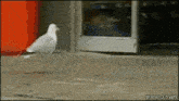 Seagull Theft GIF - Seagull Theft Yoink GIFs