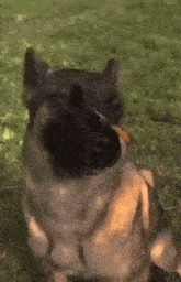 Dog Butterfly On Nose GIF