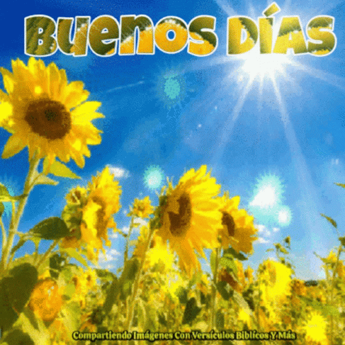 Buenos Dias Good Morning GIF - Buenos Dias Good Morning Sunflower -  Discover & Share GIFs