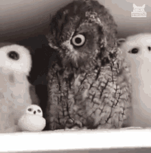 Owl Looking Up What Is Happening GIF