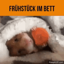 Frühstück GIF - Hamster Eat Animal GIFs