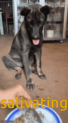 Salivating Dog Salivating GIF - Salivating Dog Salivating Black Dog GIFs