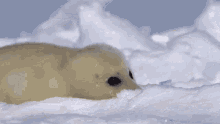 Seal Harpseal GIF - Seal Harpseal Babyseal GIFs