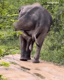 a large elephant is walking down a dirt road with the caption taniadffamily