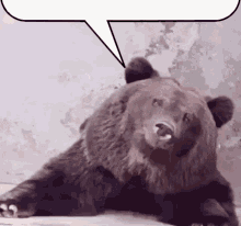 Bear Fanta GIF - Bear Fanta GIFs
