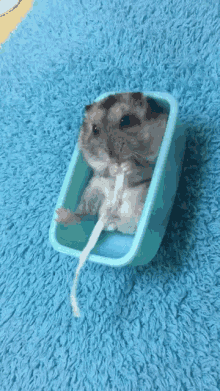 Hamster Eating Hamster GIF