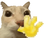 akselav-cat.gif