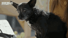 Thirsty Dogs GIF - Thirsty Dogs Lick Lips GIFs