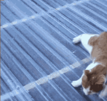 Cat Slide GIF - Cat Slide Im Out GIFs
