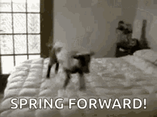 Excited Jump GIF - Excited Jump Goat GIFs