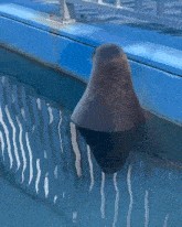 Seal Ignoring GIF - Seal Ignoring Cute GIFs