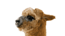 telus critter cute animal llama