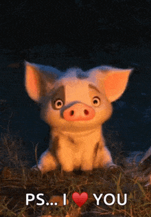 Pig What GIF