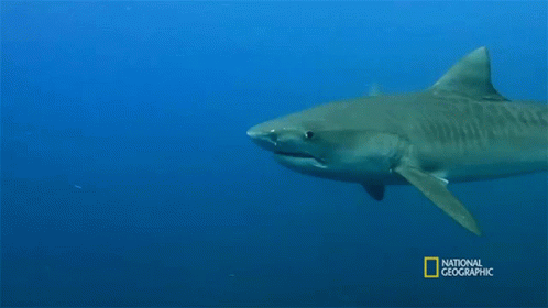 the-shark-immune-system-when-sharks-attack.gif