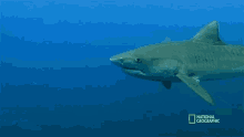 The Shark Immune System When Sharks Attack GIF - The Shark Immune System When Sharks Attack Underwater GIFs