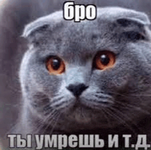 a scottish fold cat with orange eyes is looking at the camera with a russian caption .