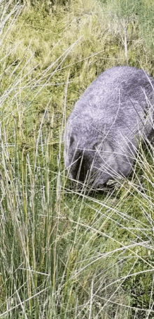 Wombat Sweet Grass GIF - Wombat Sweet Grass GIFs