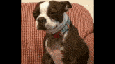 a small brown and white dog is sitting on a red and white checkered couch .