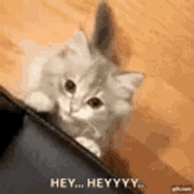Hello Cat GIFs | Tenor