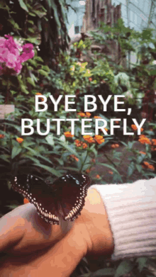 Nuums Butterfly GIF