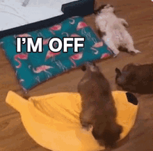 This Is Me In A Normal Day Daily Paningning GIF - This Is Me In A Normal Day Daily Paningning Animal Channel GIFs