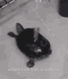 Timmy Timtim GIF