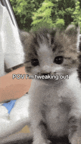a picture of a kitten with the caption " pov i 'm teeaking out "
