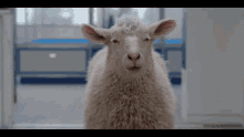 Clifford The Big Red Dog Angry Sheep GIF
