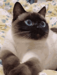 Cat Siamese GIF - Cat Siamese Seal Point GIFs