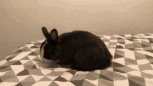 Oreo Rabbit GIF