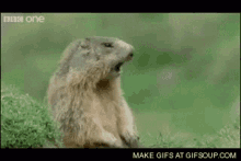 Gopher Scream GIF - Gopher Scream Animal GIFs