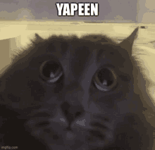 Yapeen GIF - Yapeen GIFs