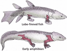 Fish Lobe Finned Fish GIF - Fish Lobe Finned Fish Early Amphibian GIFs
