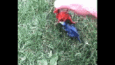 a person is holding a red and a blue toy in the grass